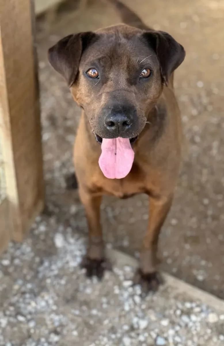 Salma, female 4yo Mixed Breed for adoption at Canil da Aroeira, -059 Almada
