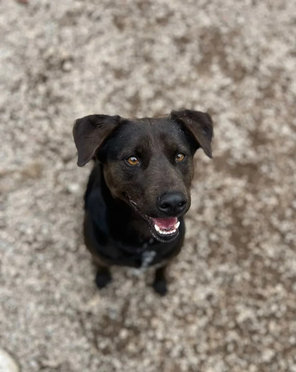 Sam, male 4yo Mixed Breed for adoption at Canil da Aroeira, -059 Almada