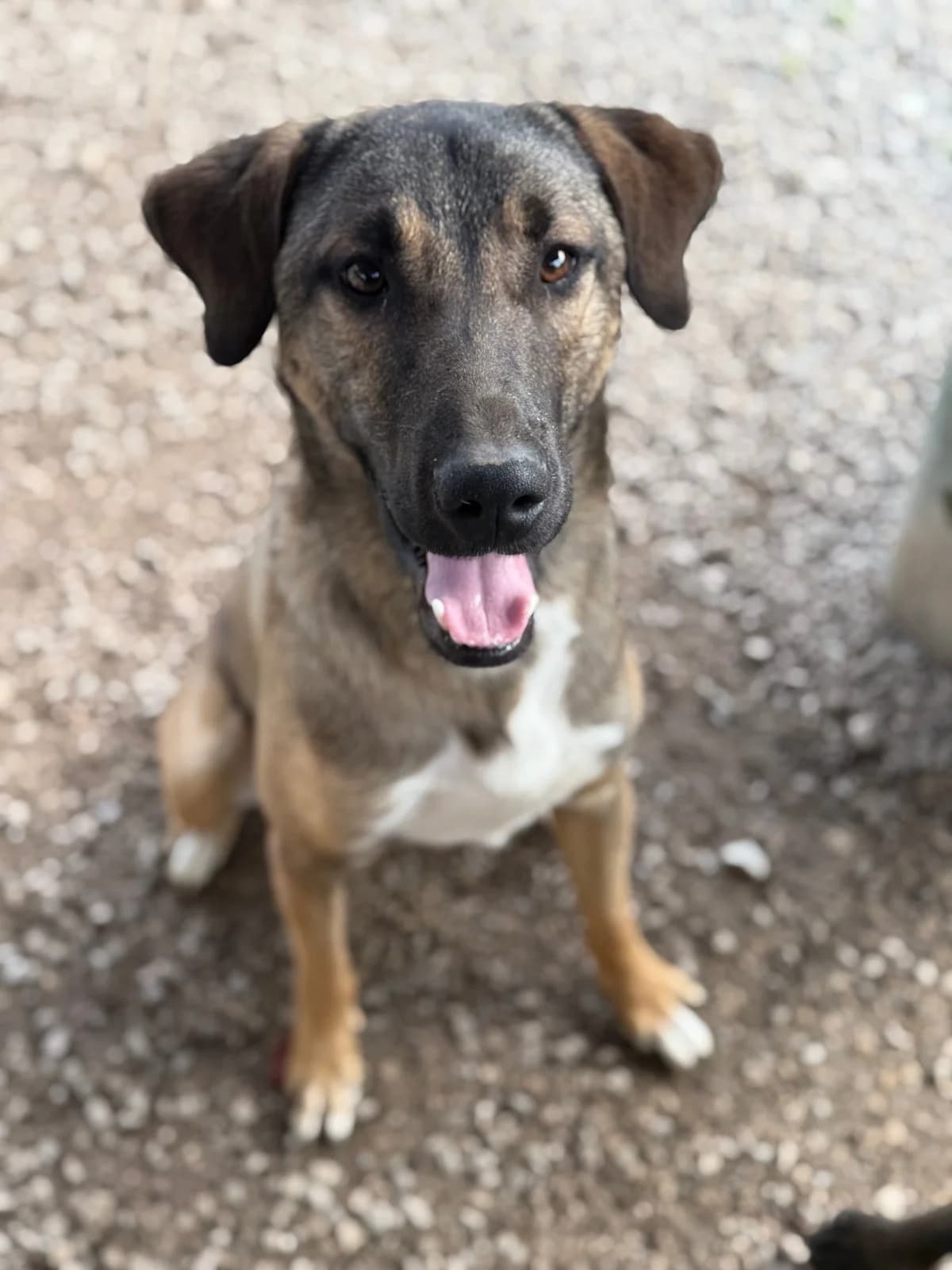 Scooby, male young Mixed Breed for adoption at Canil da Aroeira, -059 Almada