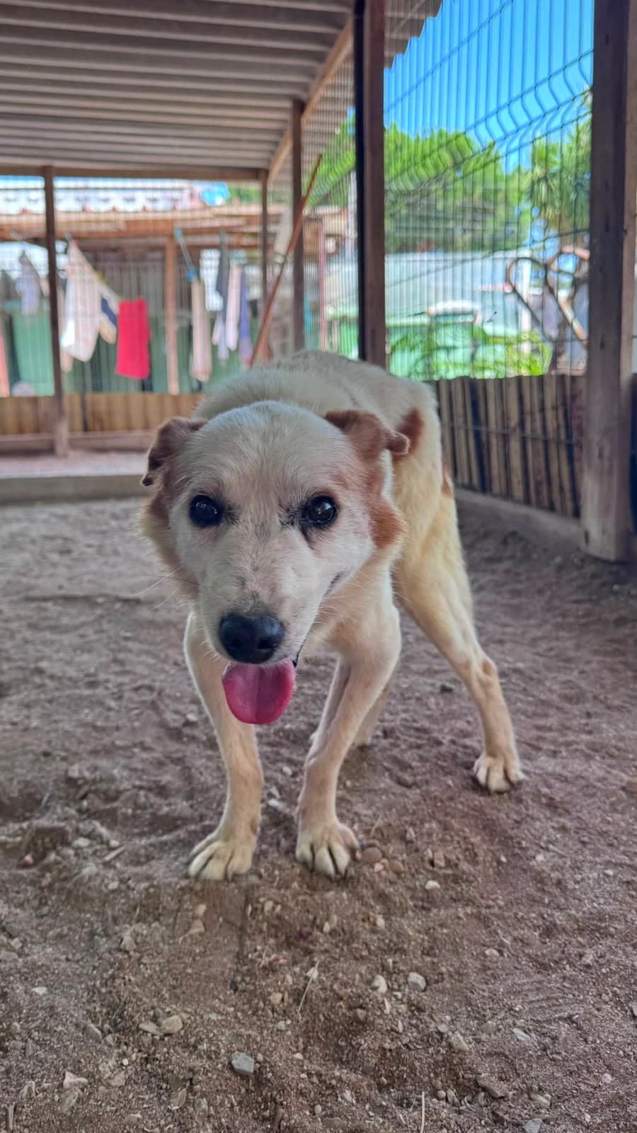 Sebastião, male senior Mixed Breed for adoption at Canil da Aroeira, -059 Almada