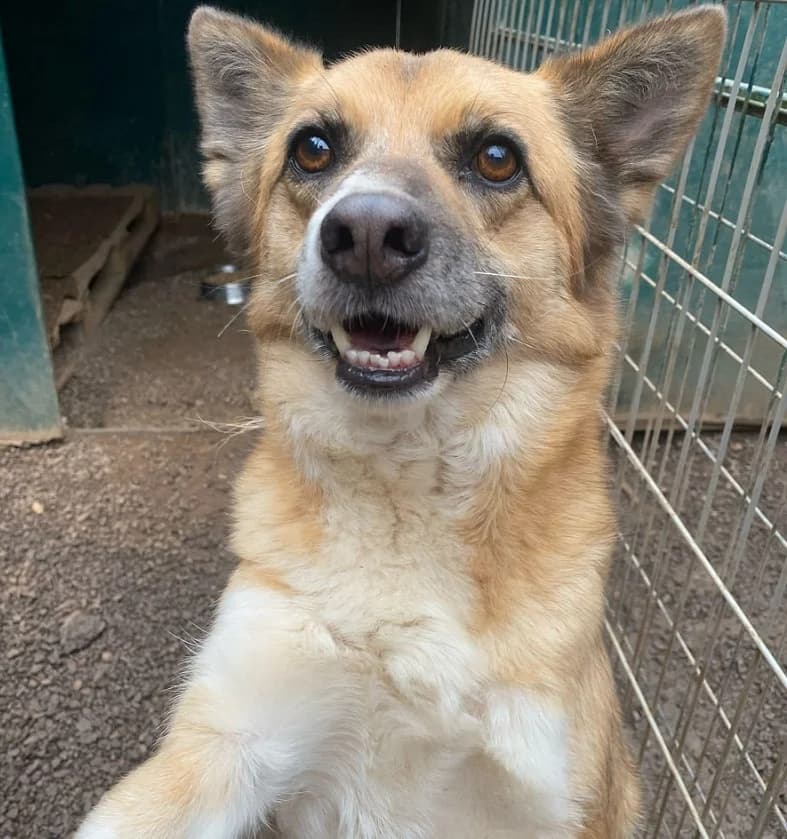 ABSINTO, Mixed Breed for adoption at Canil Municipal do Funchal