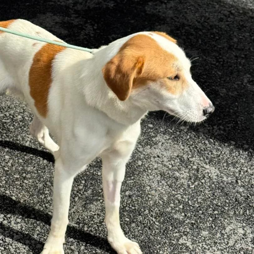 ARMANDINHO, Mixed Breed for adoption at Canil Municipal do Funchal