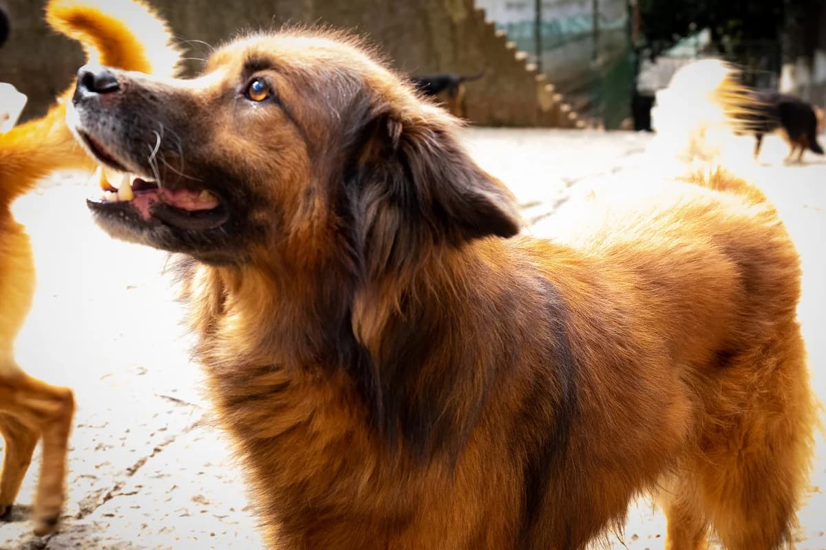 ARMANI, Mixed Breed for adoption at Canil Municipal do Funchal