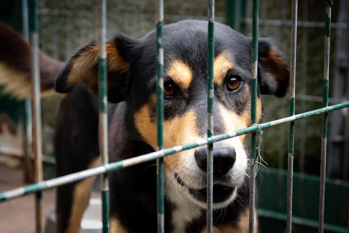 ATLAS, Mixed Breed for adoption at Canil Municipal do Funchal