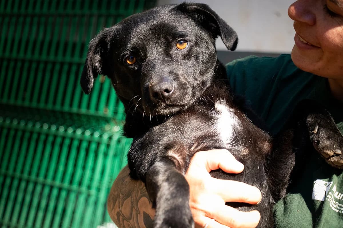BALΓ PRETO, Mixed Breed for adoption at Canil Municipal do Funchal