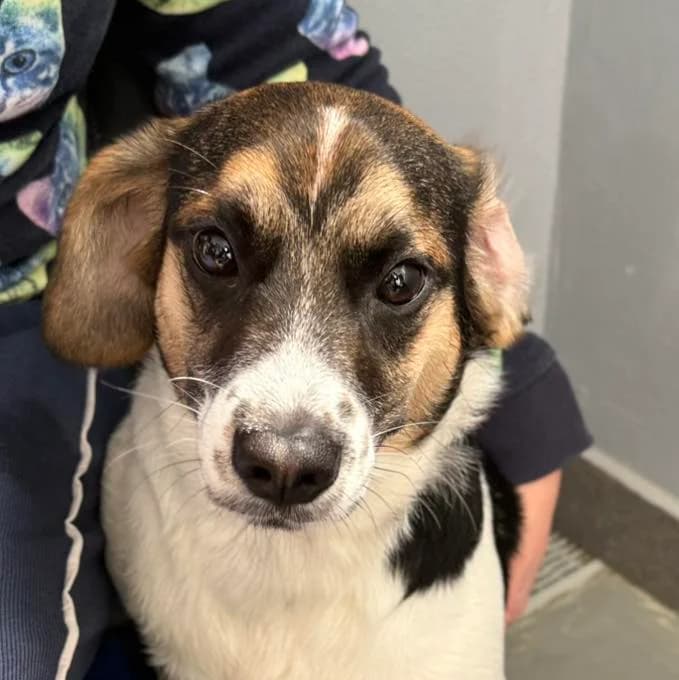 BARRETO, Mixed Breed for adoption at Canil Municipal do Funchal