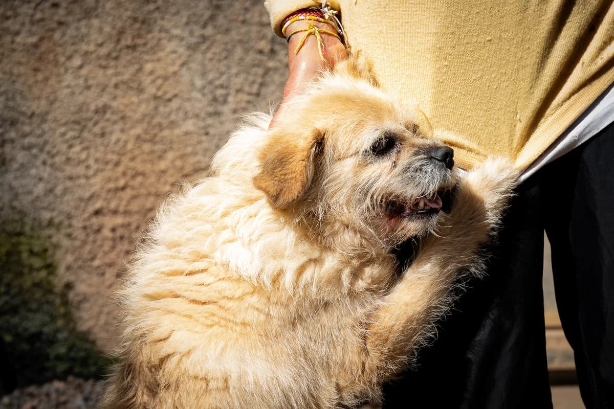 PANDORA, Mixed Breed for adoption at Canil Municipal do Funchal