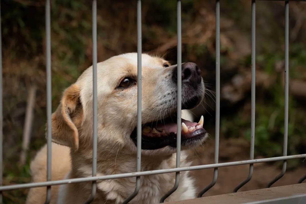 BOA NOVA, Mixed Breed for adoption at Canil Municipal do Funchal