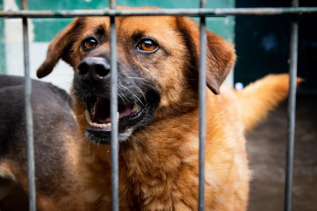 BROWNIE, Mixed Breed for adoption at Canil Municipal do Funchal