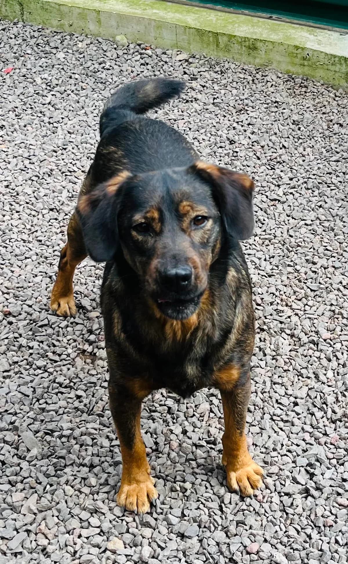 CÉSAR, Mixed Breed for adoption at Canil Municipal do Funchal