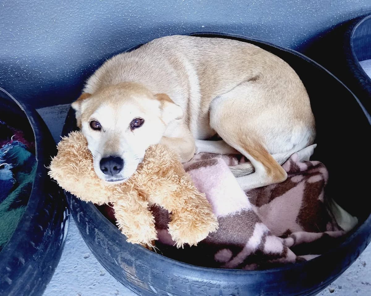 DINGO, Mixed Breed for adoption at Canil Municipal do Funchal
