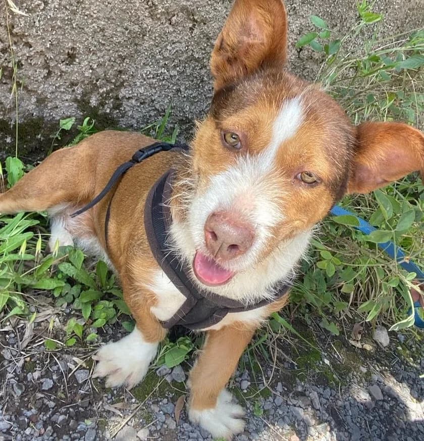 ESTRELA, Mixed Breed for adoption at Canil Municipal do Funchal