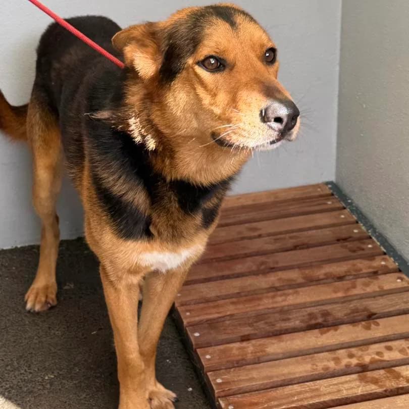 Feroz, Mixed Breed for adoption at Canil Municipal do Funchal