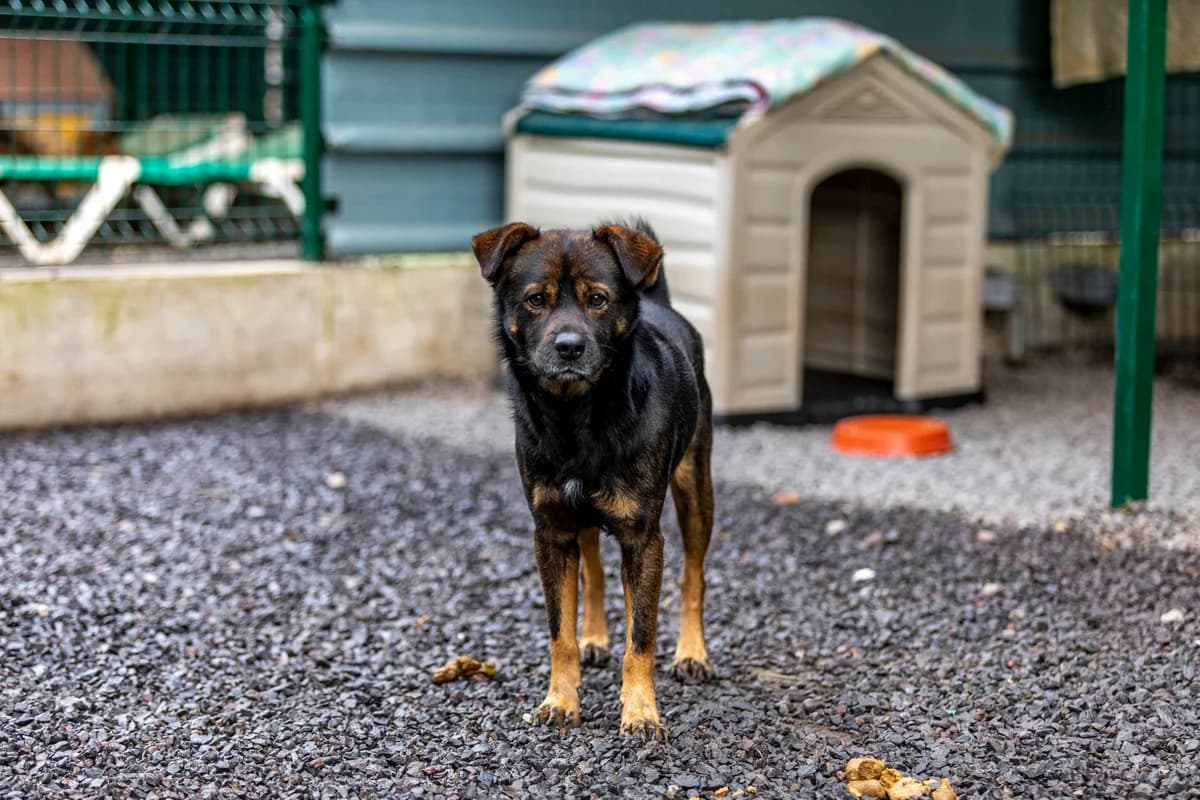 FRADE, Mixed Breed for adoption at Canil Municipal do Funchal