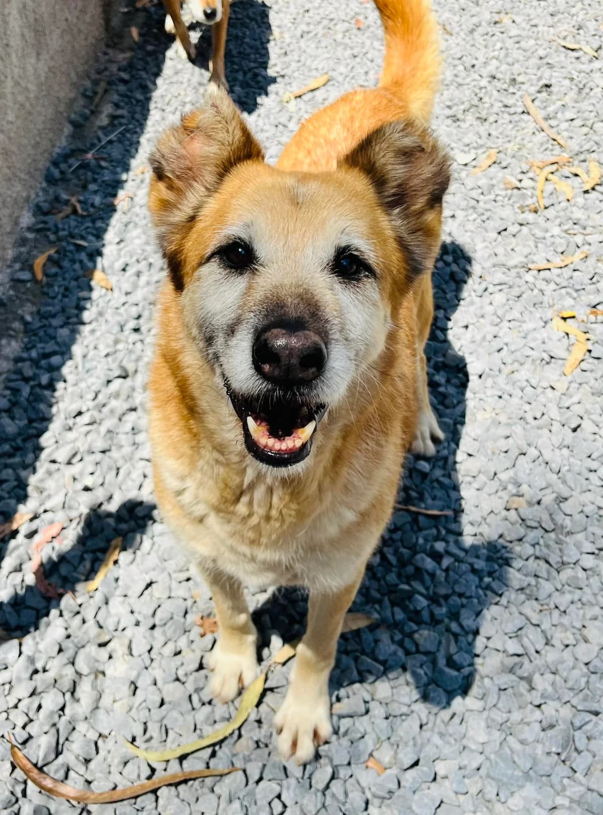 GOMES, Mixed Breed for adoption at Canil Municipal do Funchal