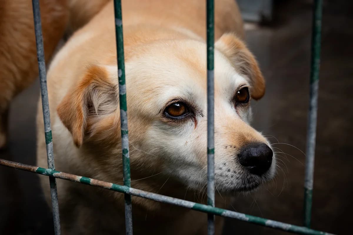 GORDITO, Mixed Breed for adoption at Canil Municipal do Funchal