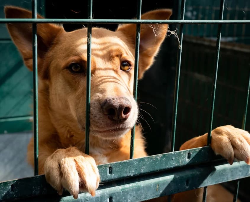 Gordo, Mixed Breed for adoption at Canil Municipal do Funchal