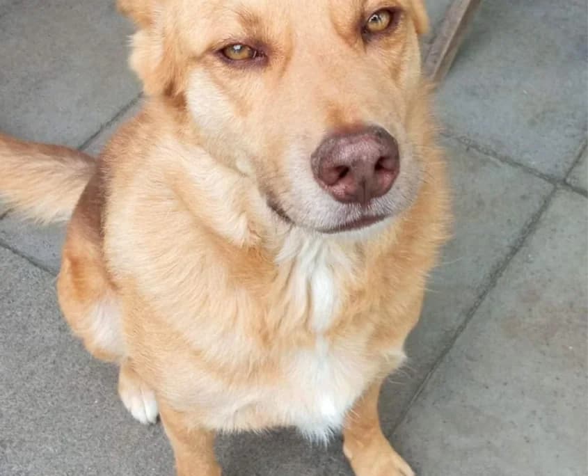 Gordo, Mixed Breed for adoption at Canil Municipal do Funchal