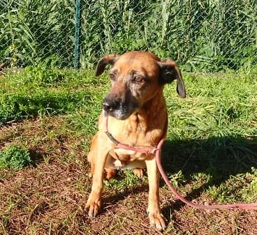 JALECA, Mixed Breed for adoption at Canil Municipal do Funchal