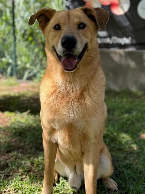 JORDAN, Mixed Breed for adoption at Canil Municipal do Funchal