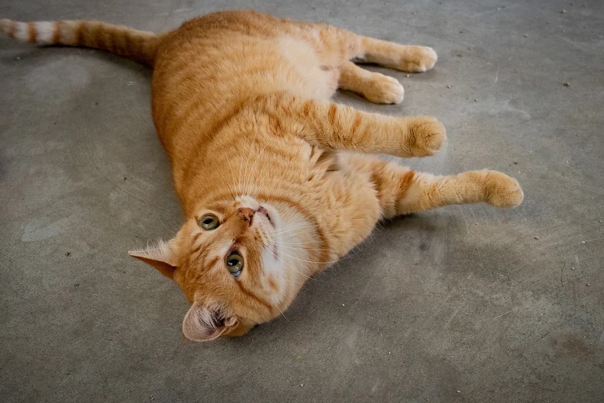 Kevin, Laranja male Mixed Breed for adoption at Canil Municipal do Funchal