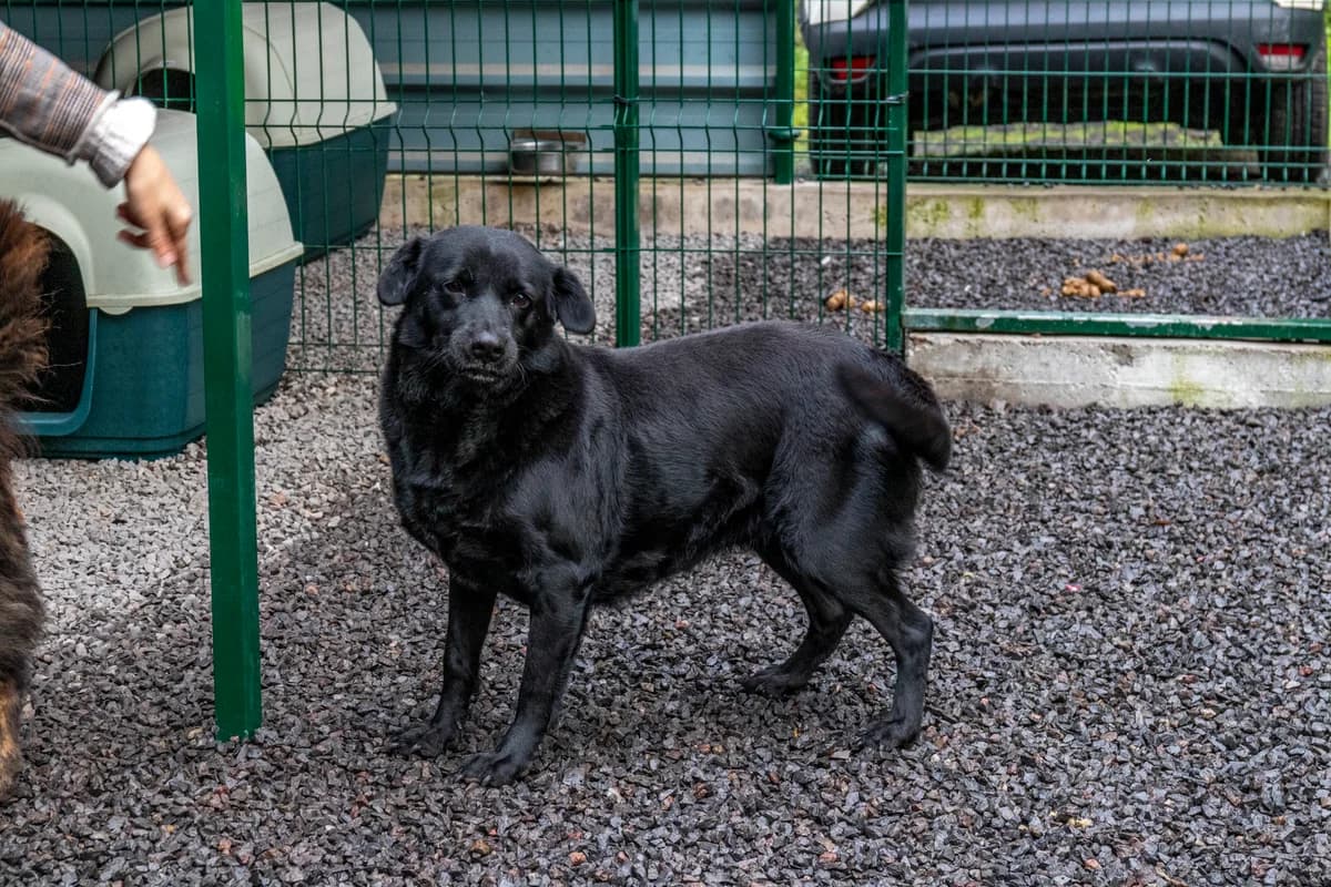LINDA, Mixed Breed for adoption at Canil Municipal do Funchal