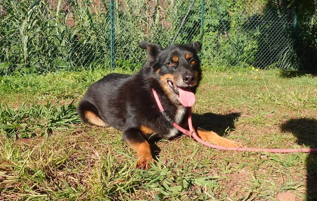 LOURENÇO, Mixed Breed for adoption at Canil Municipal do Funchal