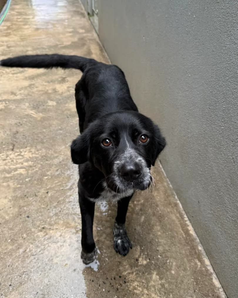 LUNA, Mixed Breed for adoption at Canil Municipal do Funchal