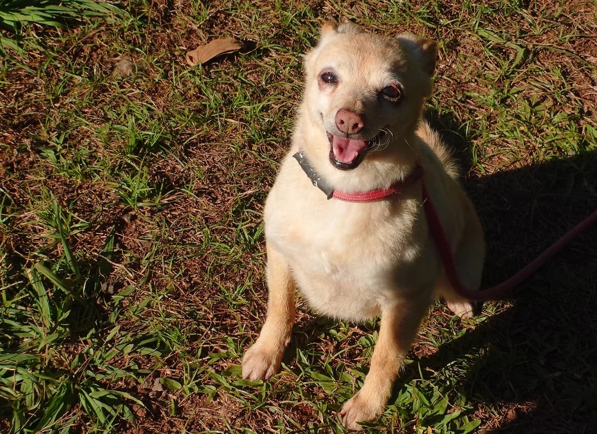 MARGARIDA, Mixed Breed for adoption at Canil Municipal do Funchal