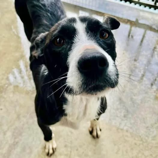 MENINA, Mixed Breed for adoption at Canil Municipal do Funchal