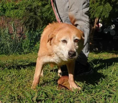 NAZARÉ, Mixed Breed for adoption at Canil Municipal do Funchal
