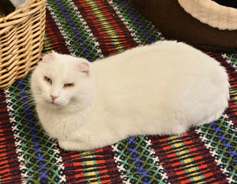 Nevinha, Mixed Breed for adoption at Canil Municipal do Funchal