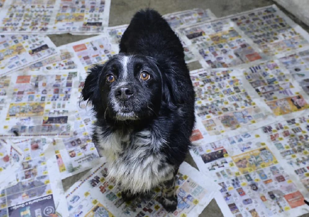 ÓSCAR, Mixed Breed for adoption at Canil Municipal do Funchal