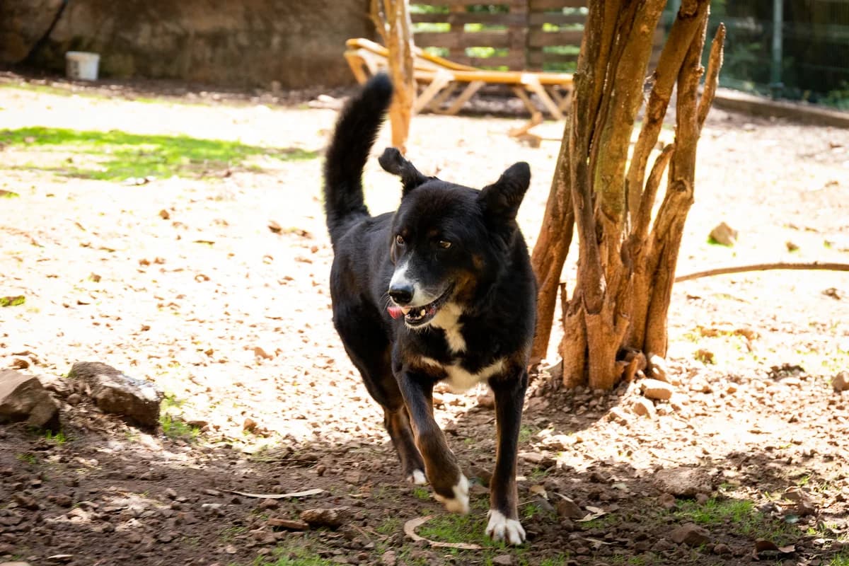 PANETONE, Mixed Breed for adoption at Canil Municipal do Funchal