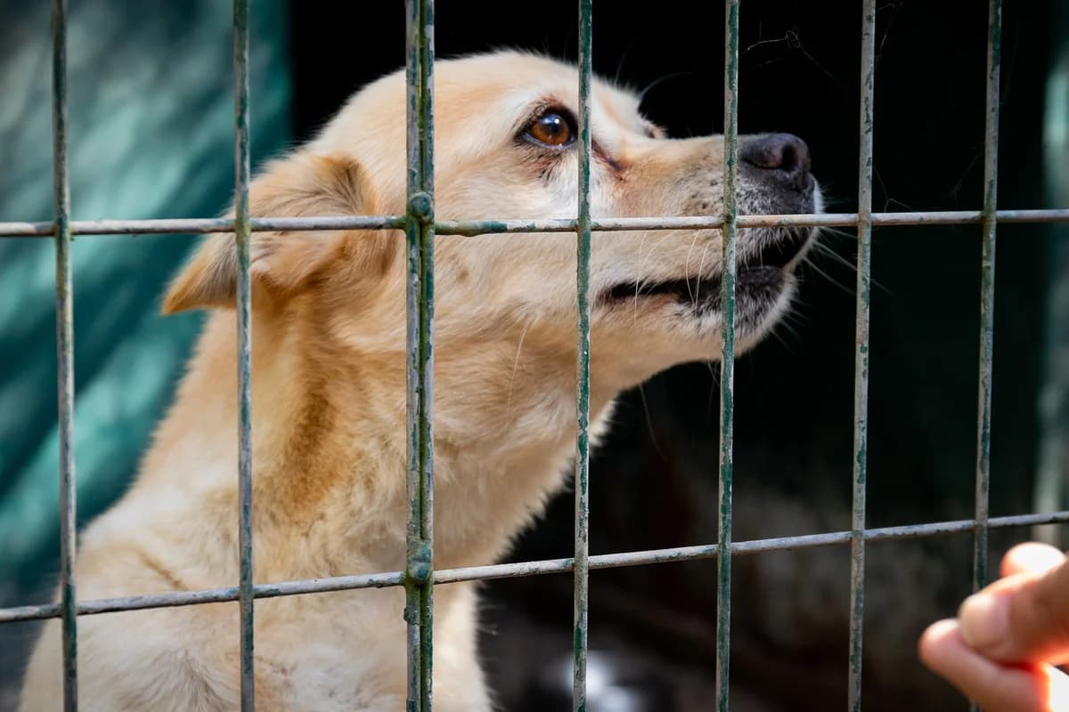 PAPAIA, Mixed Breed for adoption at Canil Municipal do Funchal