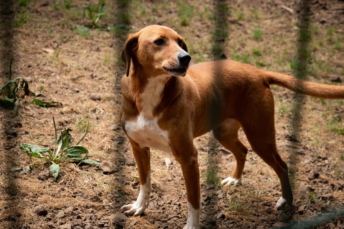PAULA, Mixed Breed for adoption at Canil Municipal do Funchal