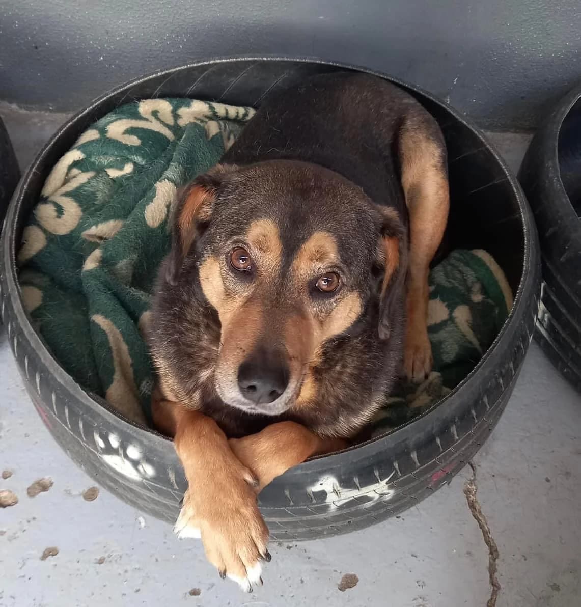 PEDRO, Mixed Breed for adoption at Canil Municipal do Funchal