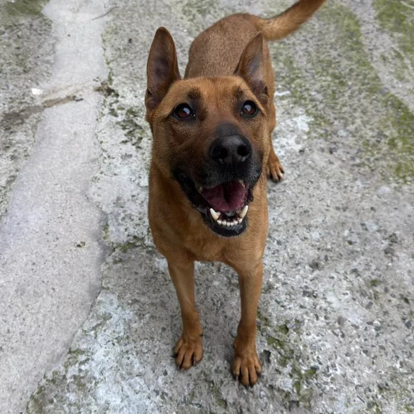 PINHÃO, Mixed Breed for adoption at Canil Municipal do Funchal