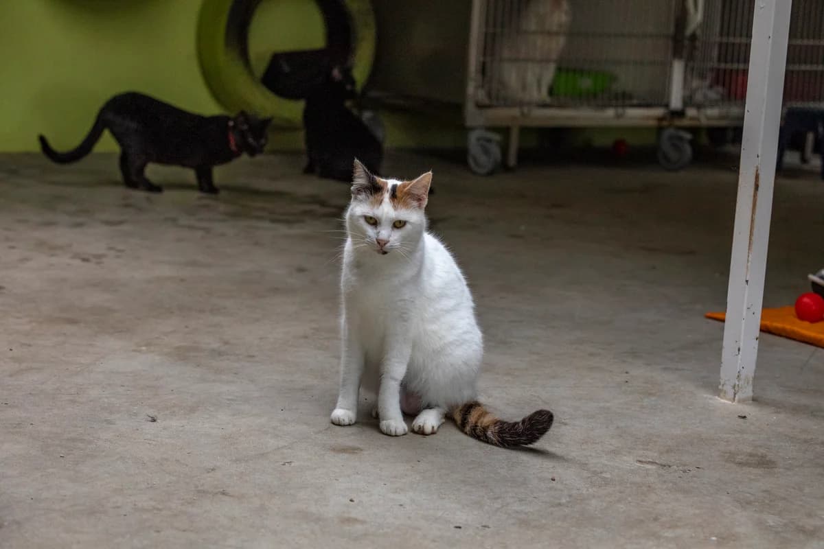 Pipoca, Tricolor female Mixed Breed for adoption at Canil Municipal do Funchal