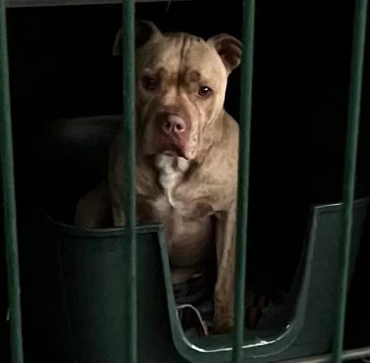 Pitty, Mixed Breed for adoption at Canil Municipal do Funchal