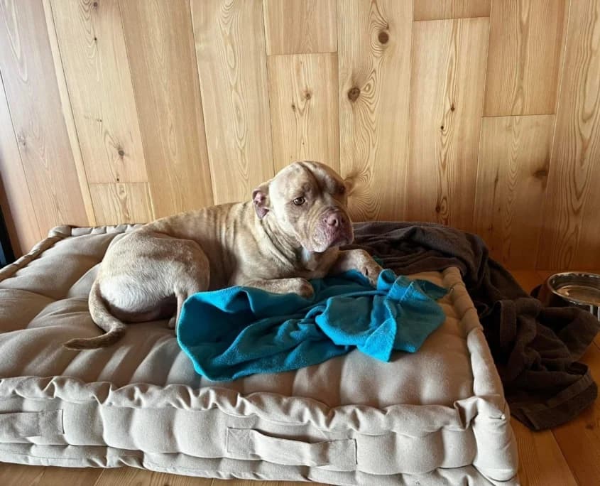 Pitty, Mixed Breed for adoption at Canil Municipal do Funchal