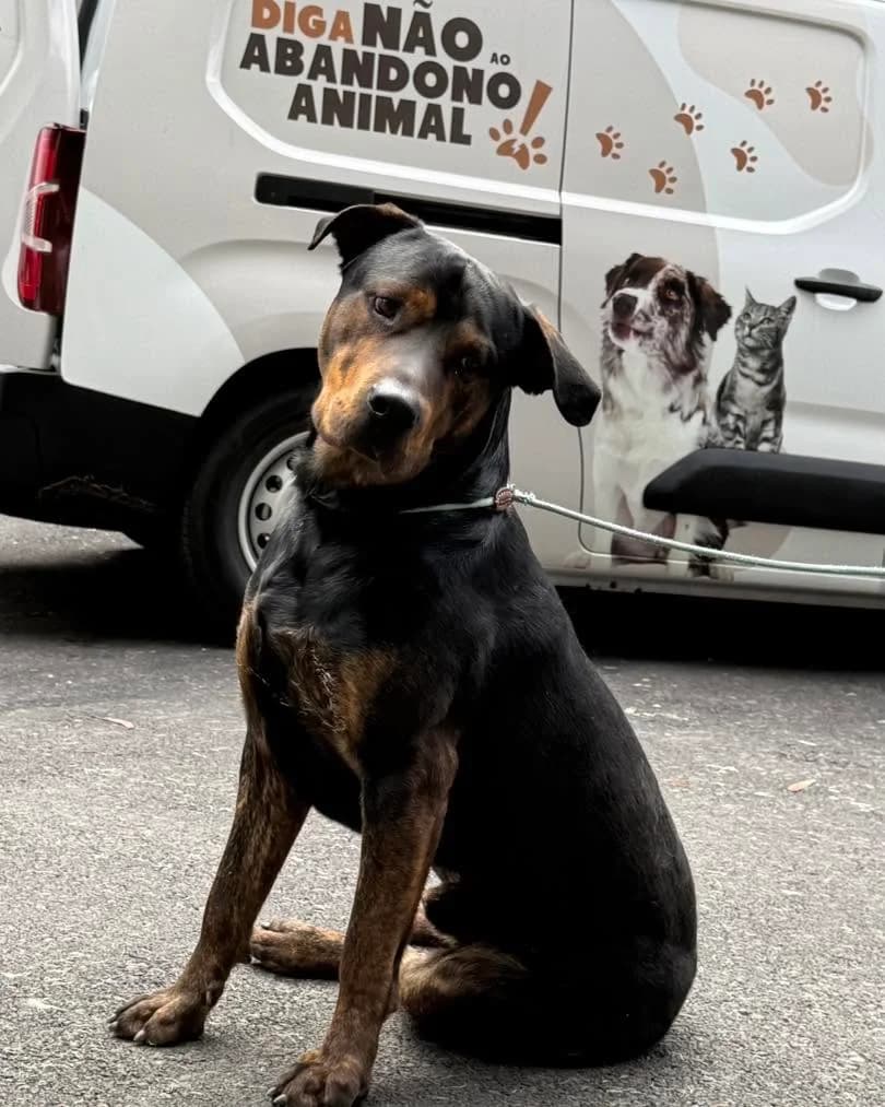 Porthos, Castanho e Preto male young Mixed Breed for adoption at Canil Municipal do Funchal
