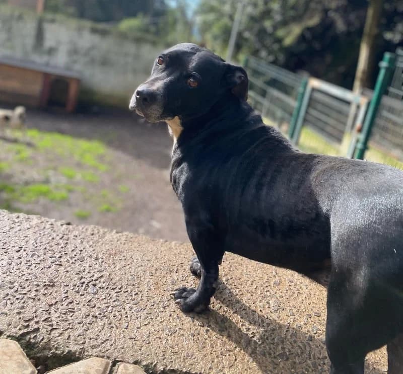 POSTE, Mixed Breed for adoption at Canil Municipal do Funchal
