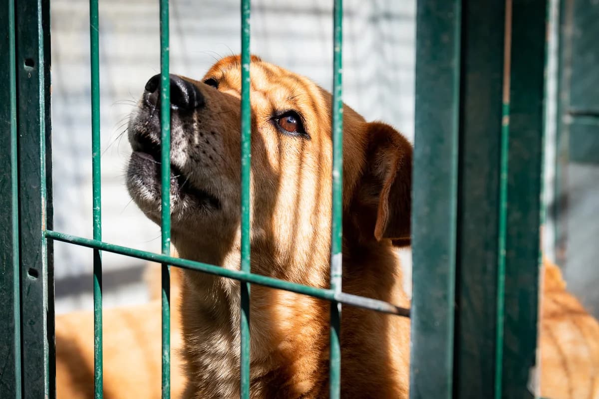ROBBIE, Mixed Breed for adoption at Canil Municipal do Funchal