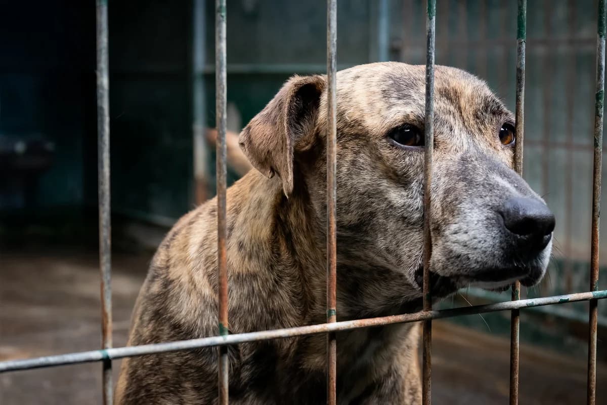ROCHINHA, Mixed Breed for adoption at Canil Municipal do Funchal