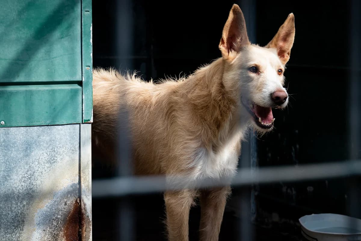 NODDY, Mixed Breed for adoption at Canil Municipal do Funchal