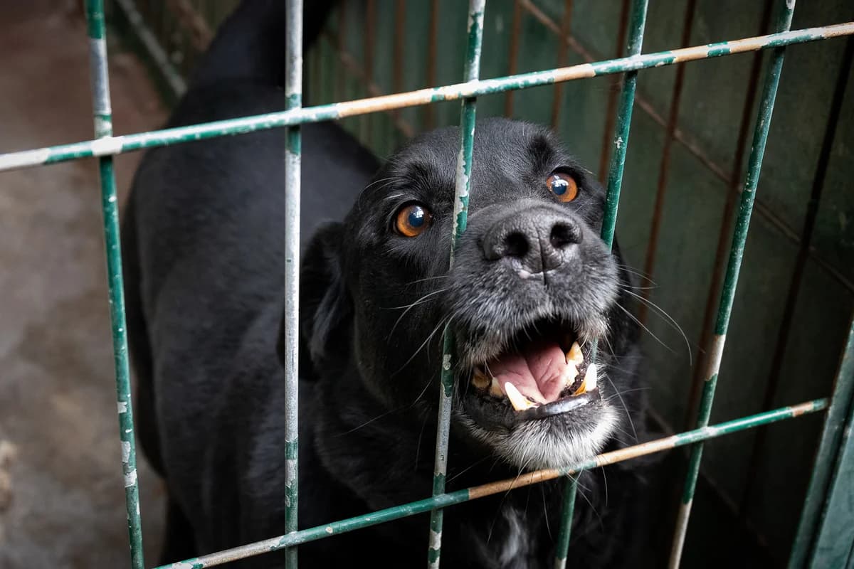 ROQUE, Mixed Breed for adoption at Canil Municipal do Funchal