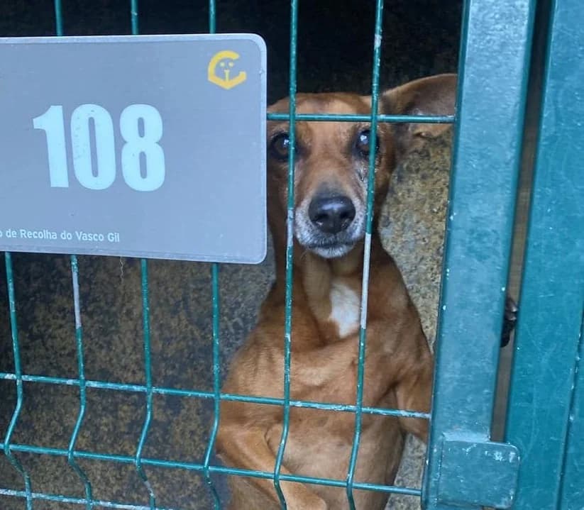 SANTA, Mixed Breed for adoption at Canil Municipal do Funchal
