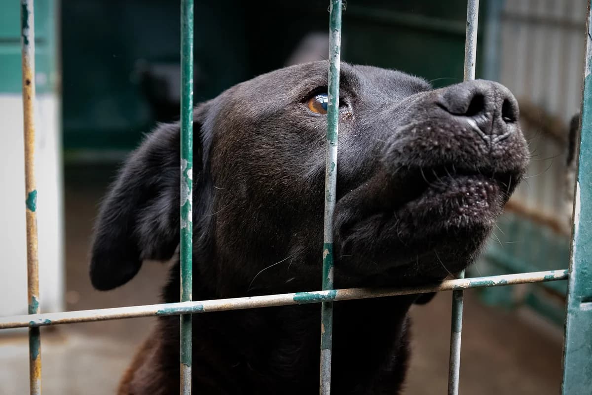 SANTOS, Mixed Breed for adoption at Canil Municipal do Funchal