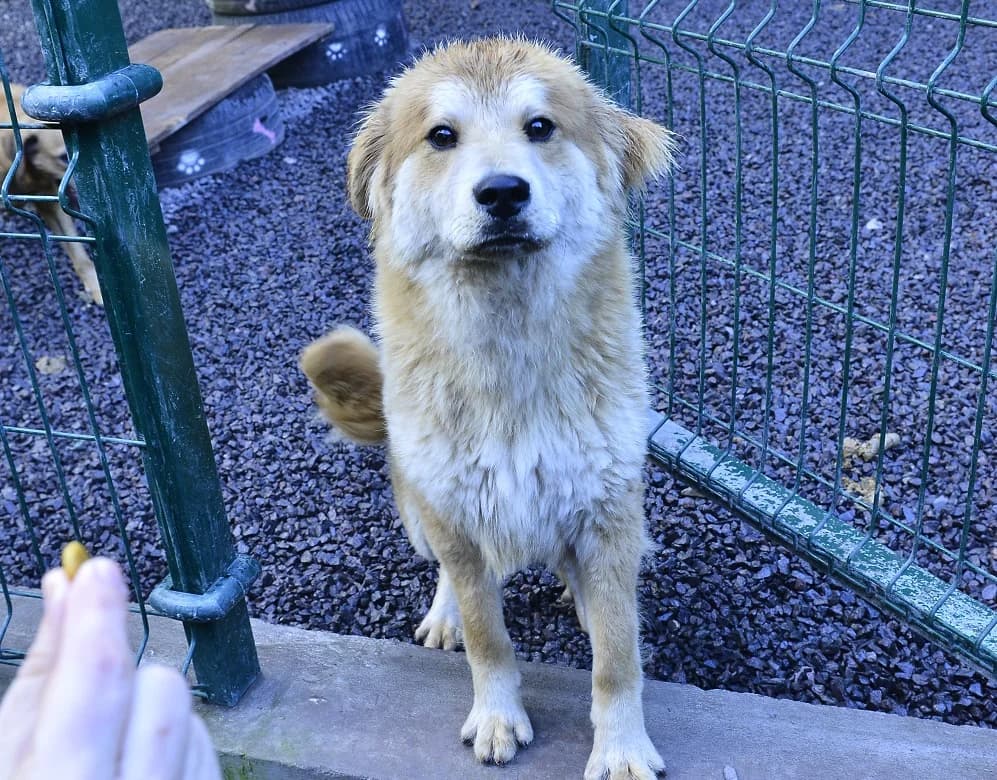 TEDDY, Mixed Breed for adoption at Canil Municipal do Funchal